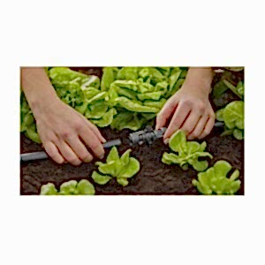 Gardena 13mm T-Joint for Spray Nozzles, Drippers, Gardena, Garden Irrigation Parts